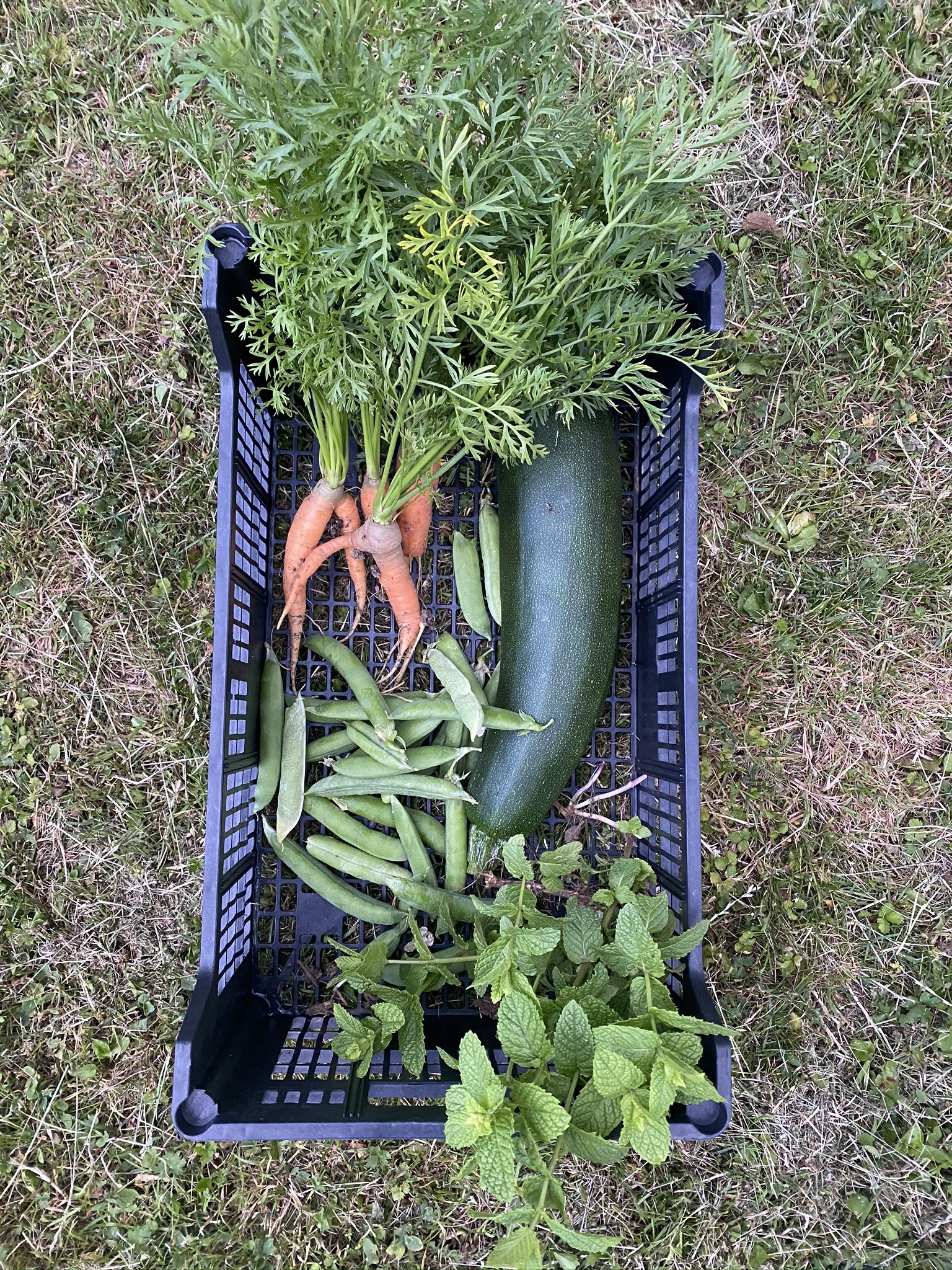 Evolution De Mon Potager Amateur En Deux Ans