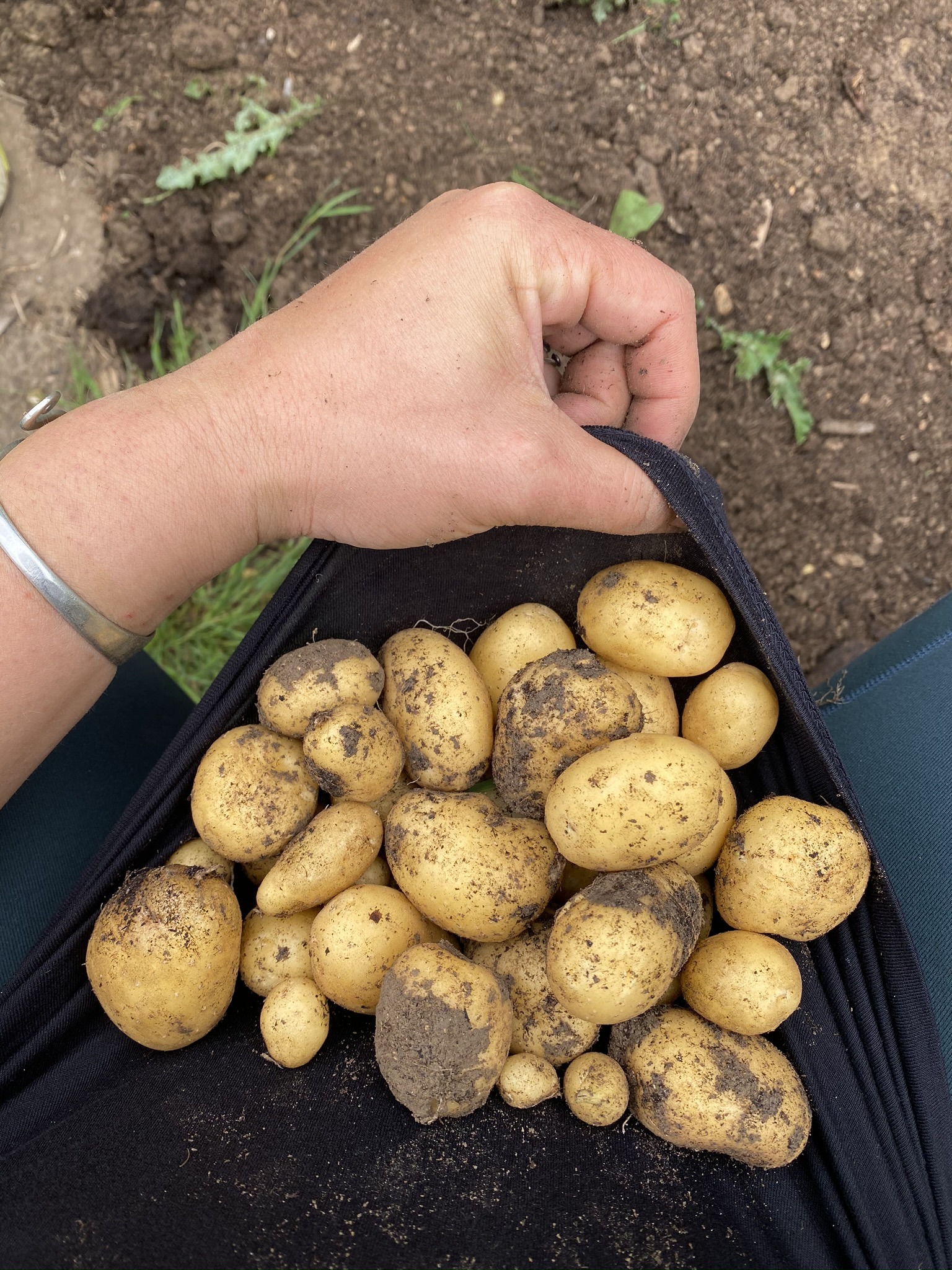 Evolution De Mon Potager Amateur En Deux Ans